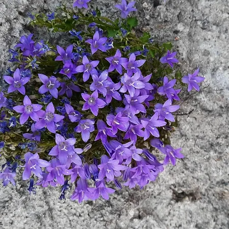 Gæstehus Haus Franz 3*