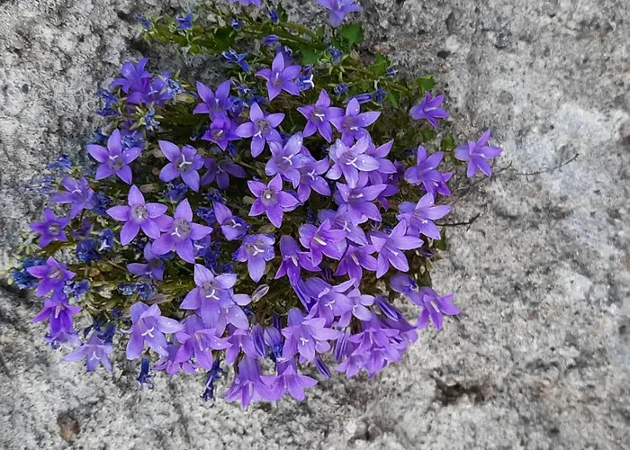 Penzion Haus Franz 3*