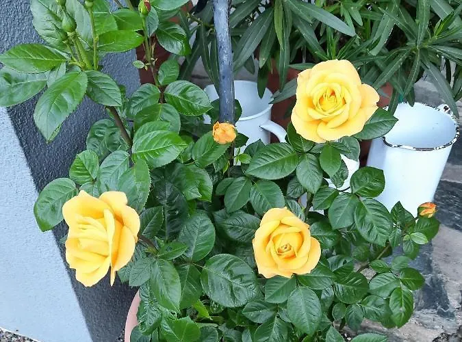 Haus Franz 3* Millstatt