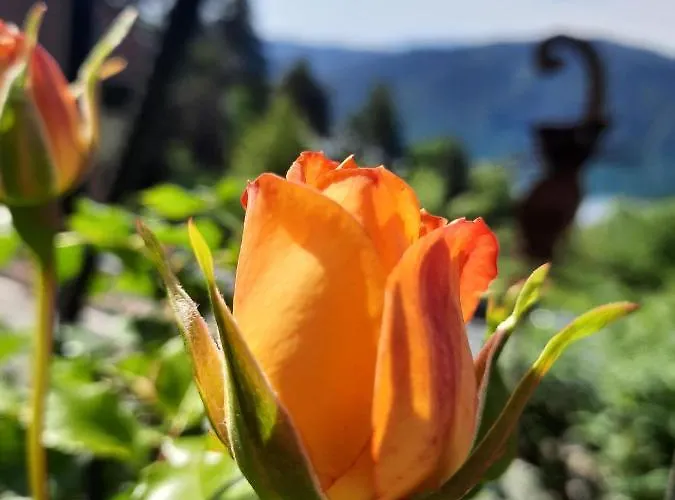 Penzion Haus Franz 3*